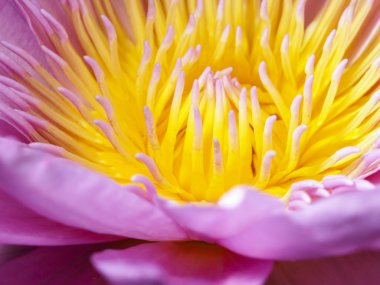 Arka plan dekorasyon için güzel lotus.