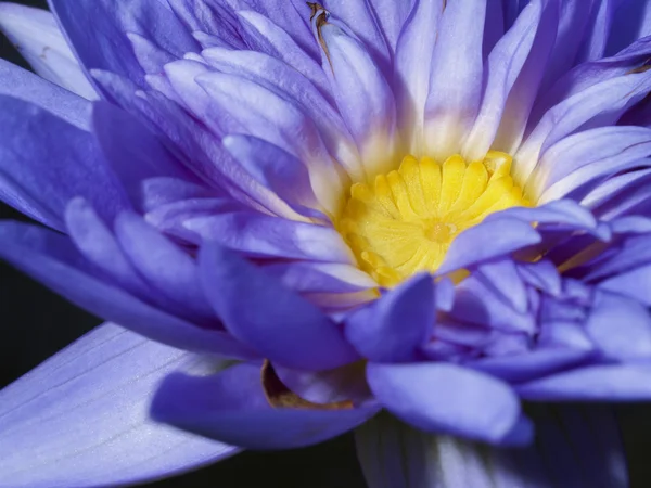 Vackra lotus för bakgrunden dekoration. — Stockfoto