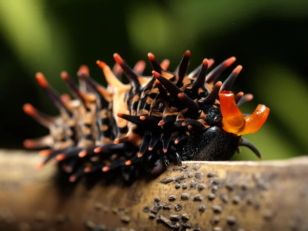 Schwarze Raupe — Stockfoto