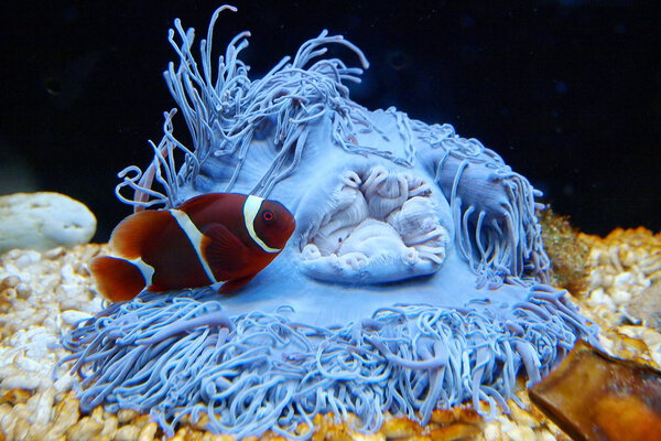 A False clownfish (Amphiprion ocellaris) is found in its host, a Magnificent anemone (Heteractis magnifica). Stock Photo