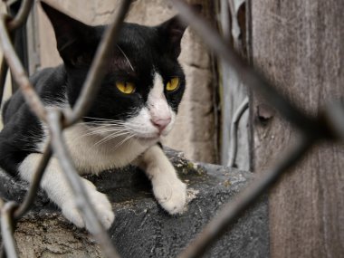 bir duvar sokak kedi