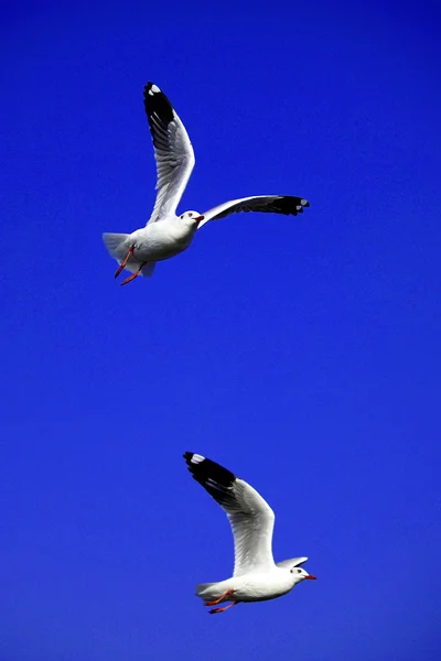 Seagull Flying,Seagull, Gull, Flight, Fly,Seagull Landing, Bird — Stock Photo, Image