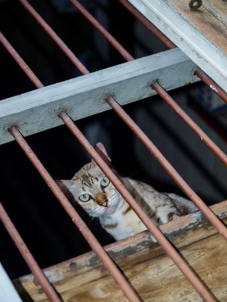 Cat in The Cage — Stock Photo, Image
