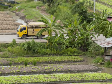 Tayland kırsal çiftlik sebze.