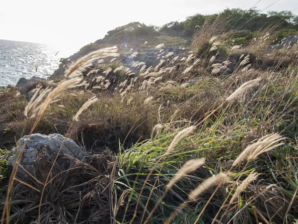 güzel görünüm üzerinde sri chang Adası'nda sriracha ampor, il chonburi, thailand
