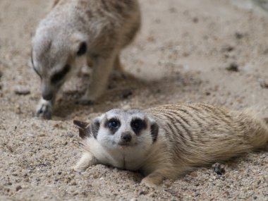 çöl faresi (surikate)