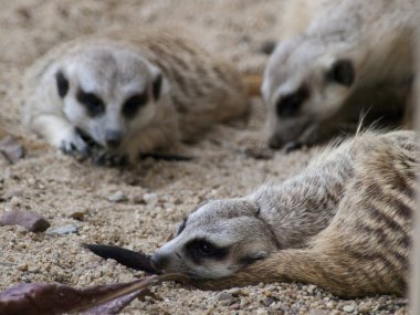 çöl faresi (surikate)