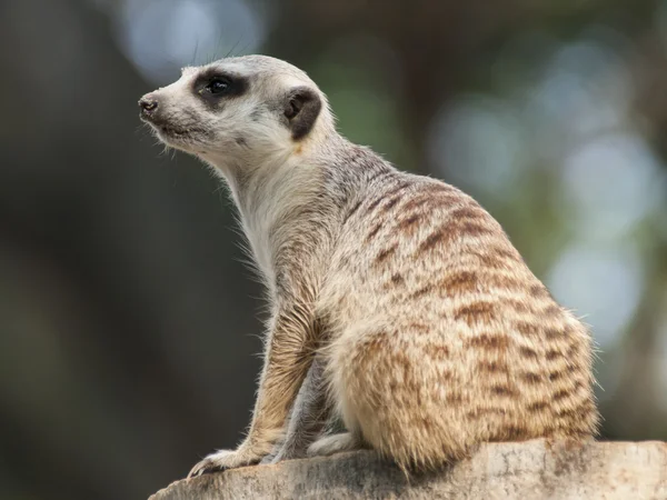 Meerkat (Surikate) — Stock Photo, Image