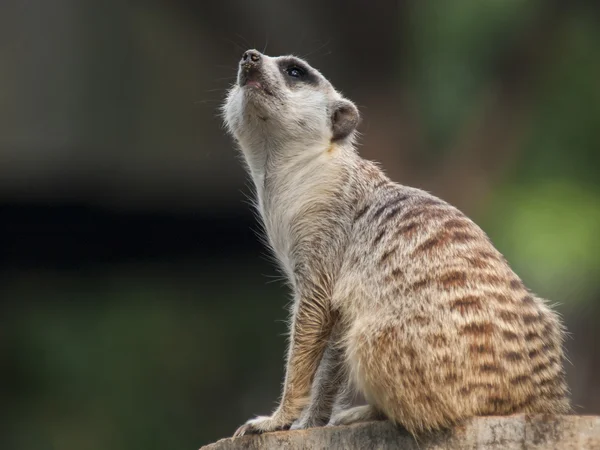 Suricata (surikate) —  Fotos de Stock