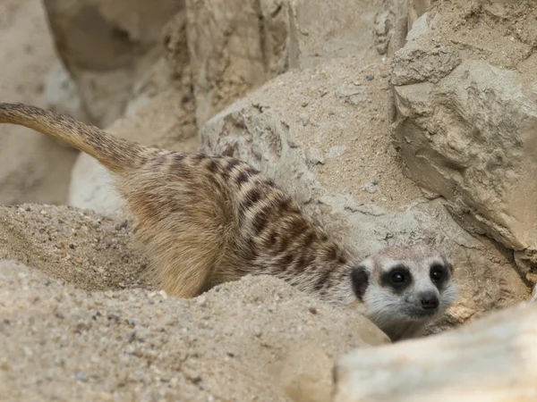 Meerkat (Surikate) — Fotografia de Stock