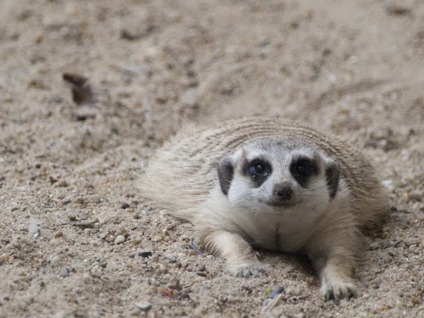 Suricata (surikate) — Foto de Stock