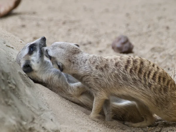 Meerkat (Surikate) — Fotografia de Stock