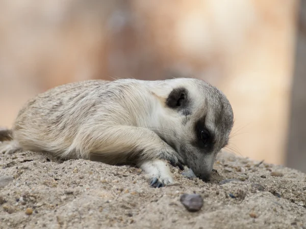 Meerkat (Surikate) — Fotografia de Stock