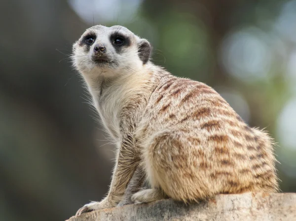 çöl faresi (surikate)