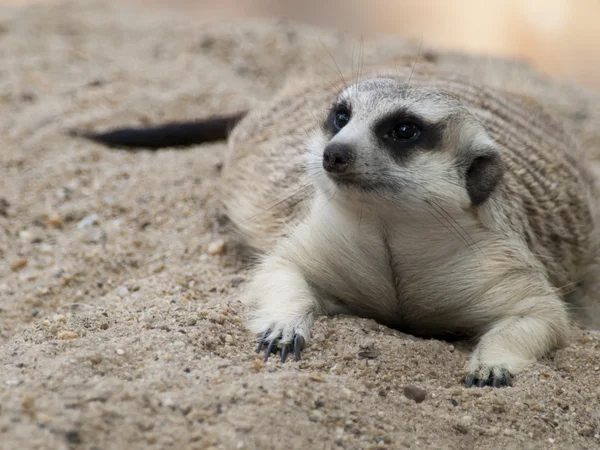 Meerkat (Surikate) — Fotografia de Stock