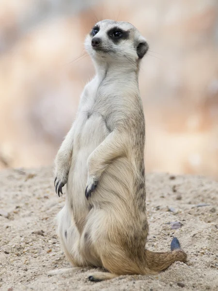 Meerkat (Surikate) — Stockfoto