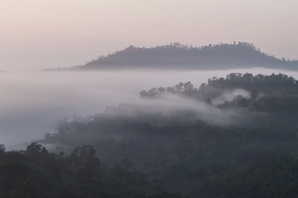 Floresta nebulosa — Fotografia de Stock