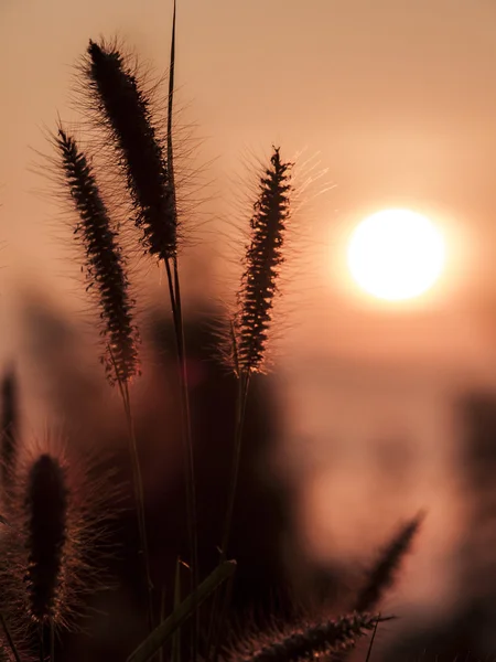bir gün batımı arka planda closeup kulaklar