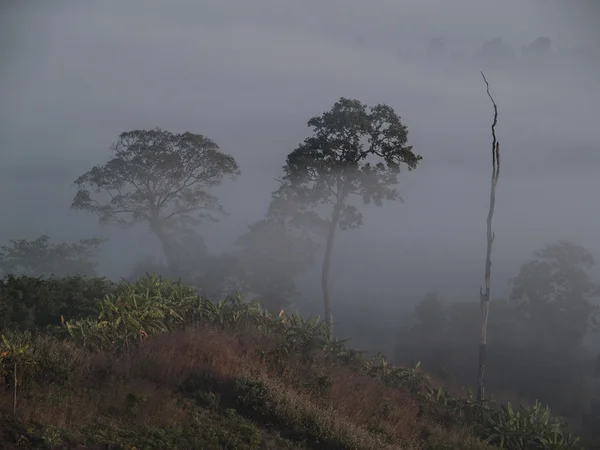 Foresta nebbiosa — Foto Stock