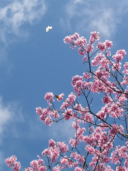 Vahşi Himalaya kiraz çiçek (Prunus cerasoides)