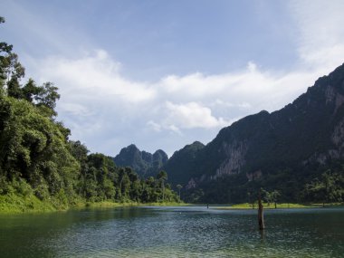 Tropik yağmur ormanı ve nehirde Suratthani, Tayland arka plan