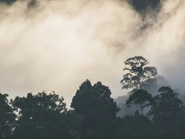A floresta nebulosa — Fotografia de Stock
