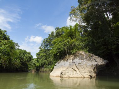 Tropik yağmur ormanı ve nehirde Suratthani, Tayland arka plan