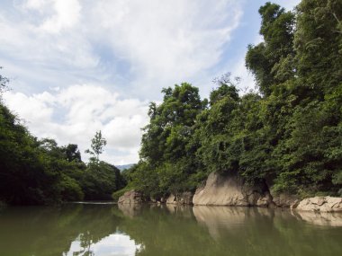Tropik yağmur ormanı ve nehirde Suratthani, Tayland arka plan