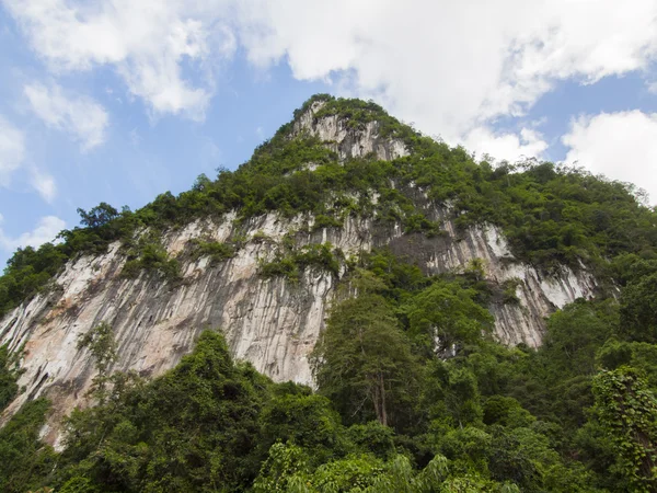 スラートターニー、タイ背景の熱帯雨林 — ストック写真