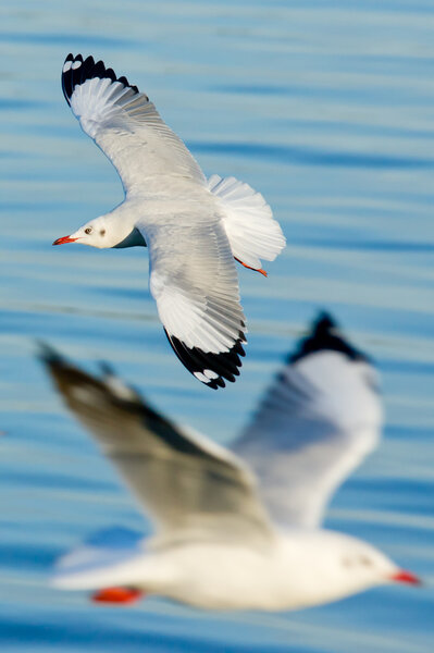 Seagull Flying,Seagull, Gull, Flight, Fly,Seagull Landing, Bird