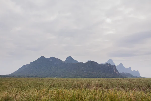 Paisagem de campo de grama à tarde — Fotografia de Stock