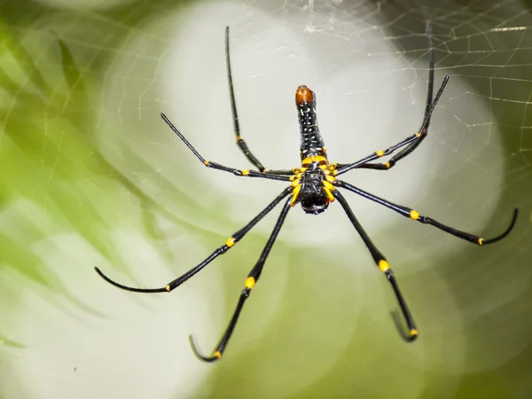 The spider bokeh background — Stock Photo, Image