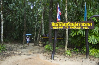 Emerald havuzu girişinde mangrov orman Krabi Tayland, görünmeyen havuzudur.