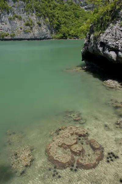 Problema ambiental: coral asesinado por el Calentamiento Global — Foto de Stock