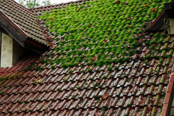 shingle roof with green moss on surface landmark background texture view in moody rainy autumn season day time