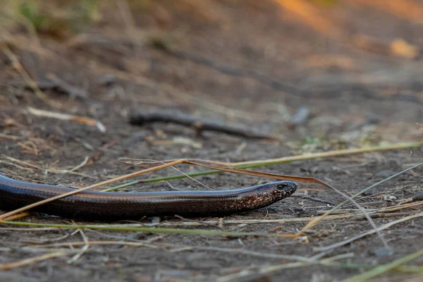 Serpente Sorriso Selvaggio Vita Animale Fotografia Ritratto Terra Sporca Della — Foto Stock