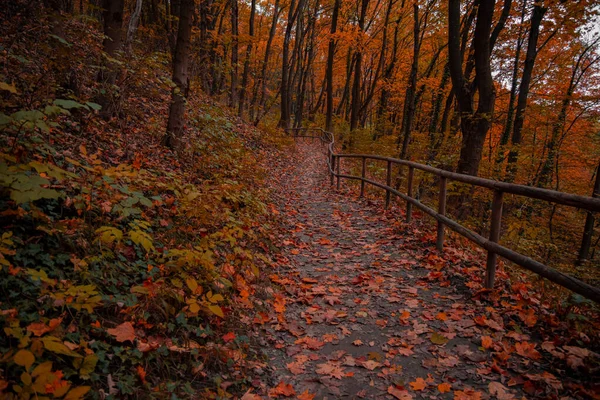 Oktober Herbst Saison Zeit Park Malerischen Blick Einsam Feldweg Entlang — Stockfoto