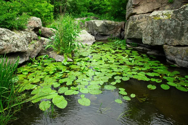 夏沼池貯水池百合植物水表面屋外環境空間自然風景写真 — ストック写真