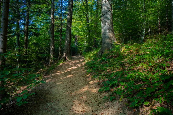 Forêt Été Paysage Idyllique Paysage Environnement Espace Sans Personnes Ici — Photo