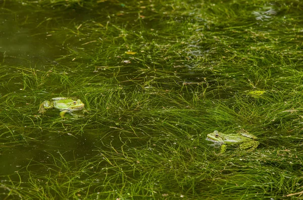 Dos Ranas Pantano Verde Naturaleza Ambiente Espacio Naturaleza Salvaje Vida —  Fotos de Stock