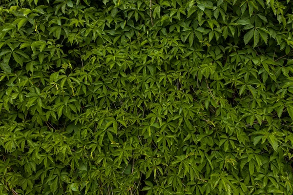 Dunkelgrün Blätter Natur Einfachen Hintergrund Tapete Bild Garten Ökologie — Stockfoto