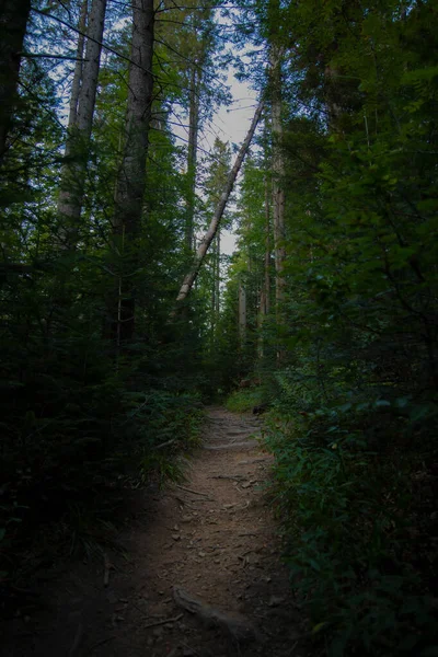 Foresta Lunatico Solitario Sentiero Sterrato Attraverso Alto Pino Estate Bosco — Foto Stock