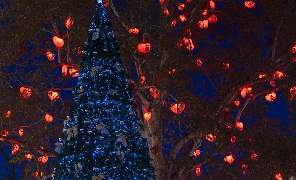 Luzes Natal Rua Festiva Árvore Alta Folhagem Azul Vermelho Luzes — Fotografia de Stock