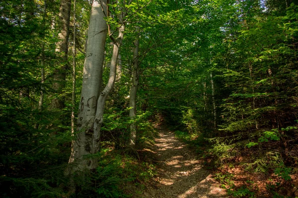 夏季森林自然摄影景观风景秀丽 绿叶绿叶绿土小径简朴 — 图库照片