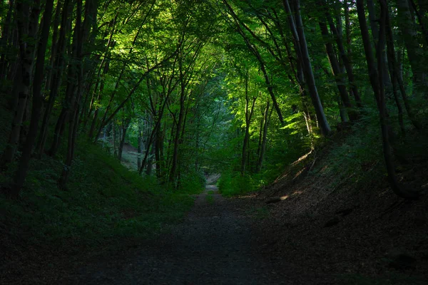 Las Droga Symetria Lato Poranek Czas Natura Krajobraz Fotografia Pustynia — Zdjęcie stockowe