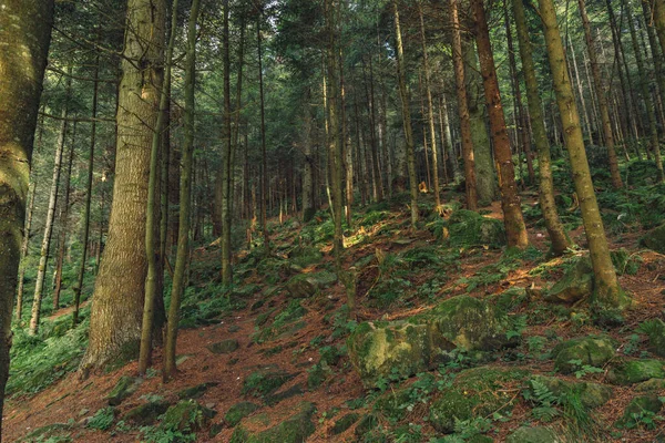 Високі Дерева Ліс Земля Гірський Ліс Пейзаж Природи Фотографія Похмуру — стокове фото