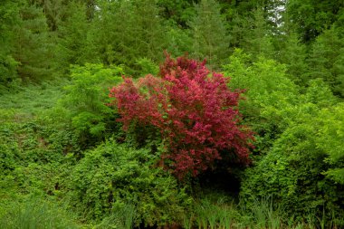 Yeşil yapraklı resim parkı kırmızı ağacı çevresel alanı terk eder. Doğal arka plan manzarası konsepti