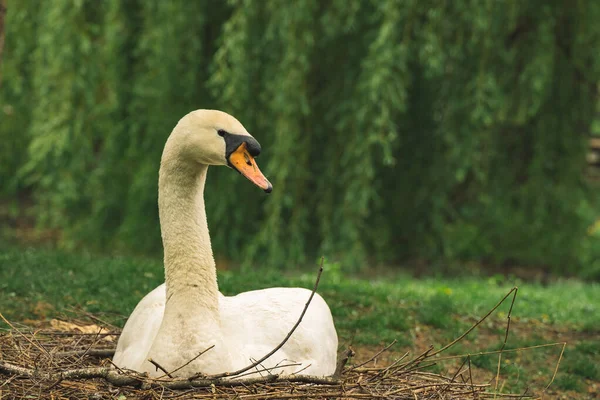 Bianco Cigno Animale Rifugio Ecologia Ambiente Spazio Con Verde Fogliame — Foto Stock