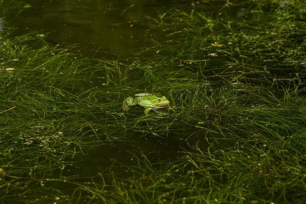 動物は池の水の緑の自然環境に座ってカエルの自然写真 — ストック写真