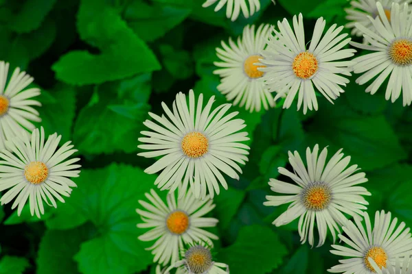 Flores Camomila Branca Primavera Jardim Vista Cênica Ambiente Floral Espaço — Fotografia de Stock